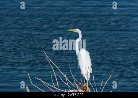 Ein wunderschönes und elegantes Great White Egret oder White Heron, das auf einigen Felsen steht und einen Haufen Stöcke aufhält, während es auf Fisch aus seinem P aufpasst Stockfoto