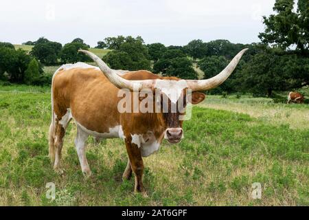 Großer, hellbrauner Longhorn-Stier mit langen, gebogenen Hörnern, die in einer grünen, grasbewachsenen Ranch-Weide stehen und die Kamera anstarren. Stockfoto