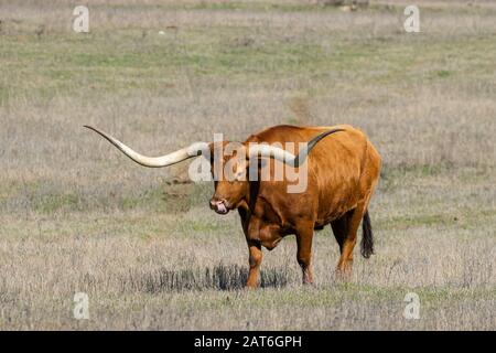 Ein großer brauner Longhorn-Stier mit extrem langen, gebogenen Hörnern, die im Winter allein über eine Ranch-Weide mit meist braunem, trockenem Gras laufen. Stockfoto