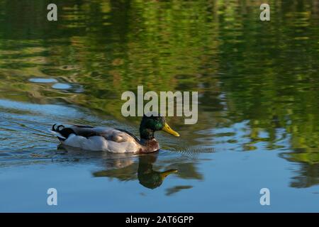 Ein einziger, schöner männlicher Mallard Duck schwimmt auf einem See mit dem Kopf und einigen Bäumen an einer Küstenlinie hinter ihm, die in der ruhigen Wasseroberfläche reflektiert wird Stockfoto