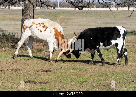 Ein junger weißer und brauner Longhorn-Bullen-Sparring mit einem schwarzen und weißen Stier in der Nähe eines Baumes auf einer Ranch-Weide an einem sonnigen Winternachmittag. Stockfoto