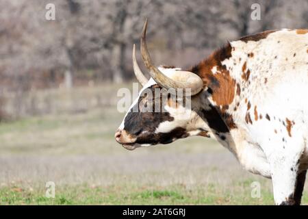 Hochaufgeschlossenes Profilporträt des schönen Gesichts und der sanften Augen eines großen, weißen Longhorn-Stiers mit braunen und orangefarbenen Pindelflecken und langen, gebogenen s Stockfoto