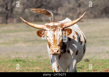 Junges weißes Longhorn-Kalb mit braunen Flecken und kurzen, gebogenen Hörnern, die in die Kamera starrten, wobei sein Schwanz in der Luft hinter ihm schwand. Stockfoto