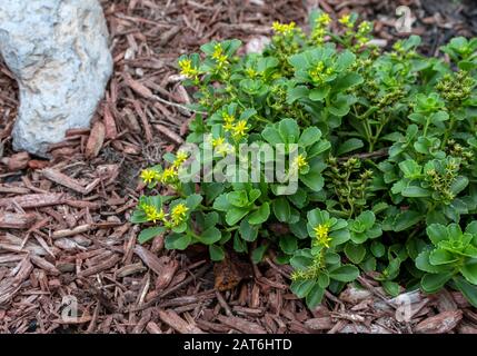 Eine junge gelbe Sedumpflanze ist ein heller Fleck im Garten von Missouri mit sternförmigen Blumen und saftigen Blättern. Bokeh-Effekt. Stockfoto