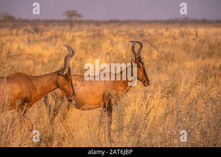 Seitenansicht zweier erwachsener Tessebeben (Damaliscus lunatics lunatics), die im Etosha-Nationalpark, Namibia, zusammen stehen. Stockfoto