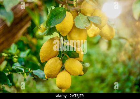 Konzentrieren Sie sich auf die unteren Zitronen (Citrus limon), die gesund und frisch aussehen und an einem Sommertag an einem Baum in Italien hängen, mit wunderschönem Hintergrundlicht. Stockfoto