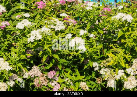 Weiß und rosa blühend Spiraea japonica 'Shirobana' - Spirea Strauch Stockfoto