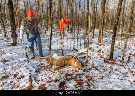 Wisconsin Hunter Field, das einen weissen Bock in einem Winterwald anzackt. Stockfoto