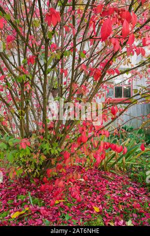 Euonymus alatus 'Burning Bush' - Spindelbaum mit abgefallenen Blättern Und alte Holzscheune im Garten im Herbst Stockfoto