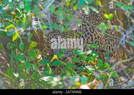 Jaguar Versteckt sich in den Büschen im Pantanal-Nationalpark in Brasilien Stockfoto