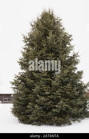 Abies concolor - White Fir Baum im Hinterhof Landgarten Im Winter Stockfoto