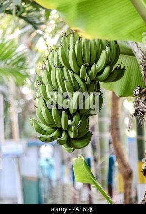 Eine Banane, eine Banane, ist eine essbare Frucht - botanisch eine Beere -, die von mehreren Arten großer krautiger blühender Pflanzen in der Gattung Mus produziert wird Stockfoto