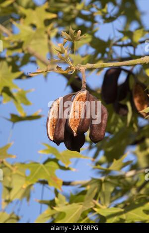 Pods of Lacebark Tree (Brachychiton verfärbt sich) Stockfoto