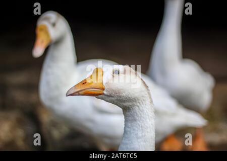 Schwäne sind Vögel der Familie Entenvögel innerhalb der Gattung Cygnus. Stockfoto