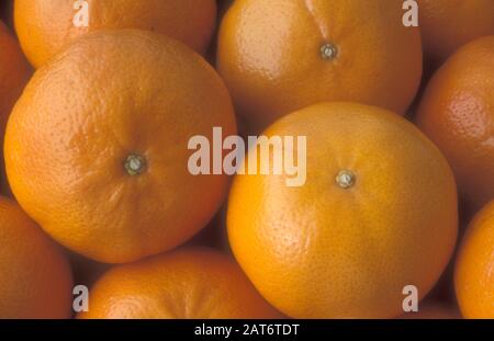 NAHAUFNAHME VON FRISCH GEERNTETEN MANDARINEN, AUCH BEKANNT ALS MANDARINEN, SATSUMA ODER CLEMENTINEN (CITRUS RETICULATA) AUSTRALIEN. Stockfoto