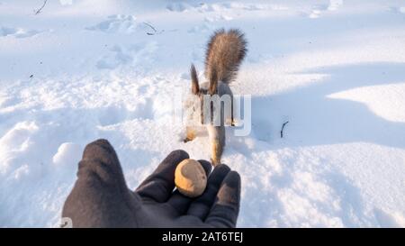 Das Eichhörnchen sitzt im Winter auf Schnee und isst Nüsse aus der Hand. Gleithörnchen, das Nussbaum aus der Hand des Menschen nimmt. Nahaufnahme in der Winterzeit auf dem Schneerückstand Stockfoto