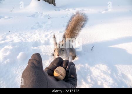 Das Eichhörnchen sitzt im Winter auf Schnee und isst Nüsse aus der Hand. Gleithörnchen, das Nussbaum aus der Hand des Menschen nimmt. Nahaufnahme in der Winterzeit auf dem Schneerückstand Stockfoto