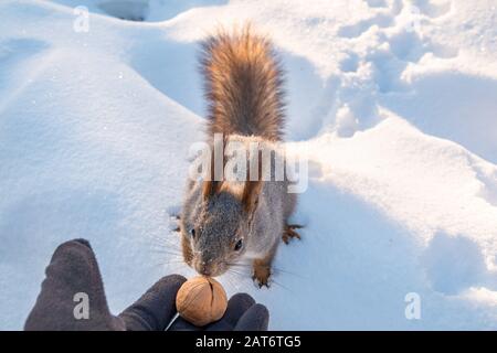 Das Eichhörnchen sitzt im Winter auf Schnee und isst Nüsse aus der Hand. Gleithörnchen, das Nussbaum aus der Hand des Menschen nimmt. Nahaufnahme in der Winterzeit auf dem Schneerückstand Stockfoto