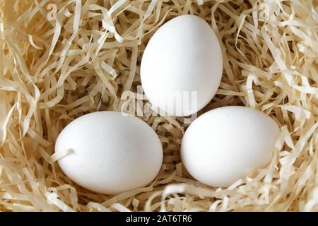 Drei weiße Huhn Eier im Stroh, Nest. Organic Farm natürlichen Hintergrund. Hühnereier gebadet in hellen Morgen Sonnenschein Stockfoto