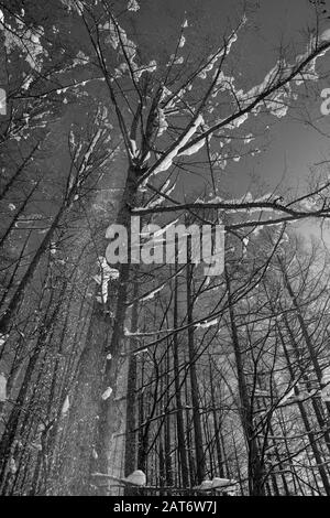 Abstrakte Szenen aus Niseko, Hokkaido, Japan Stockfoto