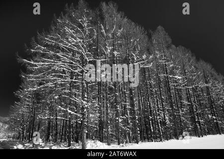 Abstrakte Szenen aus Niseko, Hokkaido, Japan Stockfoto