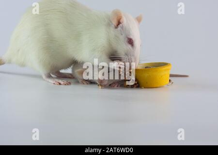 Rattenmama füttert ihre Jungtiere auf einem weißen Hintergrund. Laborratte niedlich Stockfoto