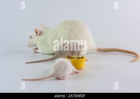 Rattenmama füttert ihre Jungtiere auf einem weißen Hintergrund. Laborratte niedlich Stockfoto