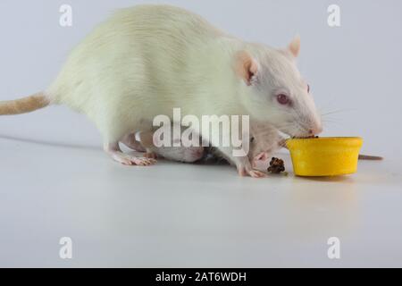 Rattenmama füttert ihre Jungtiere auf einem weißen Hintergrund. Laborratte niedlich Stockfoto