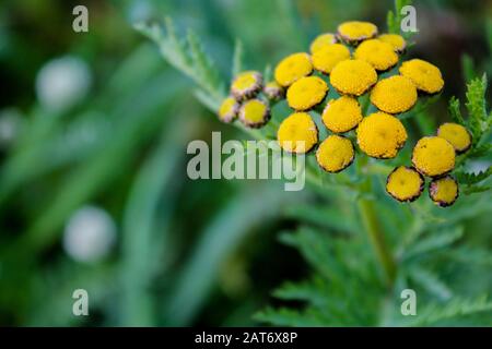 Gelbe Tansblüten auf dem leuchtend grünen Hintergrund. Infloreszenz von tanacetum-kraut unter grünem Gras. Goldene Knöpfe wachsen im Wald, ga Stockfoto