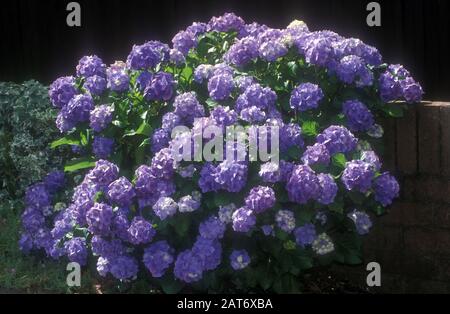 LILA HYDRANGEA BUSH WÄCHST IN EINER ZIEGELMAUER IN EINEM VORSTADT-GARTEN IN SYDNEY. NEW SOUTH WALES, AUSTRALIEN. Stockfoto