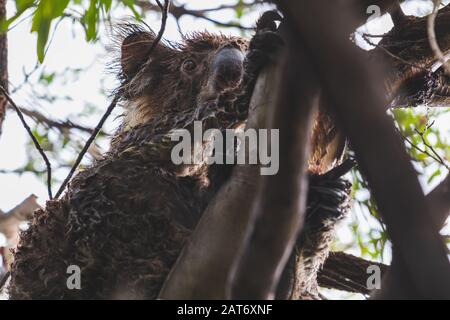 Nasse Koala-Bären in einem Baum nach starken Regenfällen in South Australia Stockfoto