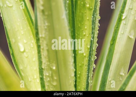 Nahaufnahme von frischen Wassertropfen auf den Blättern einer üppigen, grünen Yucca-Pflanze Stockfoto