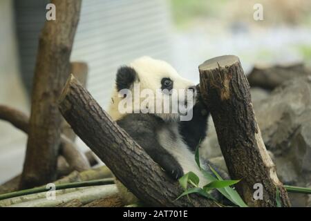 Deutschland, Berlin, 29.01.2020, Panda Zwilling. Erste Reise für die Panda-Zwillinge Pit (Meng Xiang) und Paule (Meng Yuan) im Berliner Zoo. Die beiden Zwillinge erkunden zusammen mit der Panda-Mutter Meng Meng das Gehege. Stockfoto