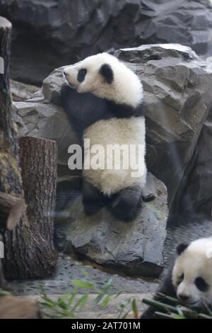 Deutschland, Berlin, 29.01.2020, Panda-Zwillinge Pit (Meng Xiang) und Paule (Meng Yuan). Erste Reise für die Panda-Zwillinge Pit (Meng Xiang) und Paule (Meng Yuan) im Berliner Zoo. Die beiden Zwillinge erkunden zusammen mit der Panda-Mutter Meng Meng das Gehege. Stockfoto