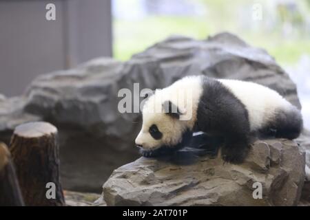 Deutschland, Berlin, 29.01.2020, Panda Zwilling. Erste Reise für die Panda-Zwillinge Pit (Meng Xiang) und Paule (Meng Yuan) im Berliner Zoo. Die beiden Zwillinge erkunden zusammen mit der Panda-Mutter Meng Meng das Gehege. Stockfoto