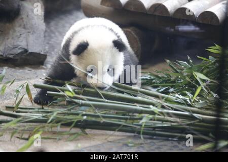 Deutschland, Berlin, 29.01.2020, Panda Zwilling. Erste Reise für die Panda-Zwillinge Pit (Meng Xiang) und Paule (Meng Yuan) im Berliner Zoo. Die beiden Zwillinge erkunden zusammen mit der Panda-Mutter Meng Meng das Gehege. Stockfoto