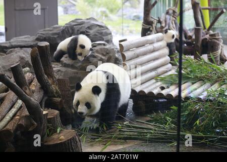 Deutschland, Berlin, 29.01.2020 Panda-Mutter Meng Meng mit Sohn. Erste Reise für die Panda-Zwillinge Pit (Meng Xiang) und Paule (Meng Yuan) im Berliner Zoo. Die beiden Zwillinge erkunden zusammen mit der Panda-Mutter Meng Meng das Gehege. Stockfoto