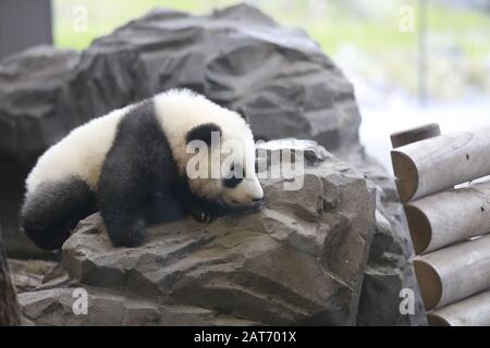 Deutschland, Berlin, 29.01.2020, Panda Zwilling. Erste Reise für die Panda-Zwillinge Pit (Meng Xiang) und Paule (Meng Yuan) im Berliner Zoo. Die beiden Zwillinge erkunden zusammen mit der Panda-Mutter Meng Meng das Gehege. Stockfoto