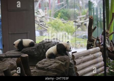 Deutschland, Berlin, 29.01.2020, Panda-Zwillinge Pit (Meng Xiang) und Paule (Meng Yuan). Erste Reise für die Panda-Zwillinge Pit (Meng Xiang) und Paule (Meng Yuan) im Berliner Zoo. Die beiden Zwillinge erkunden zusammen mit der Panda-Mutter Meng Meng das Gehege. Stockfoto