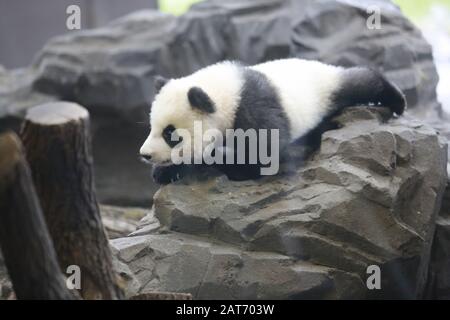 Deutschland, Berlin, 29.01.2020, Panda Zwilling. Erste Reise für die Panda-Zwillinge Pit (Meng Xiang) und Paule (Meng Yuan) im Berliner Zoo. Die beiden Zwillinge erkunden zusammen mit der Panda-Mutter Meng Meng das Gehege. Stockfoto