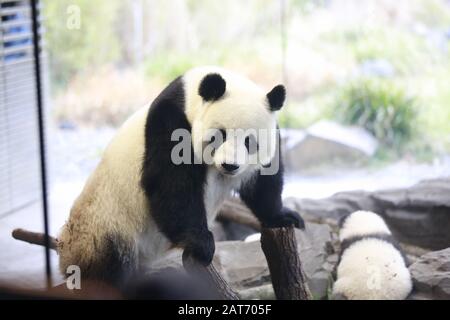 Deutschland, Berlin, 29.01.2020, Panda-Mutter Meng Meng. Erste Reise für die Panda-Zwillinge Pit (Meng Xiang) und Paule (Meng Yuan) im Berliner Zoo. Die beiden Zwillinge erkunden zusammen mit der Panda-Mutter Meng Meng das Gehege. Stockfoto