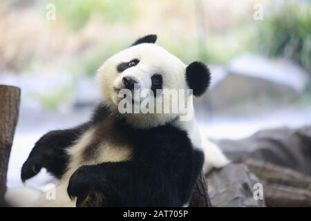 Deutschland, Berlin, 29.01.2020, Panda-Mutter Meng Meng. Erste Reise für die Panda-Zwillinge Pit (Meng Xiang) und Paule (Meng Yuan) im Berliner Zoo. Die beiden Zwillinge erkunden zusammen mit der Panda-Mutter Meng Meng das Gehege. Stockfoto