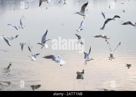 Eine Menge Möwen, die im Winter über Wasser fliegen, mit Reflexionen und Wellen Stockfoto