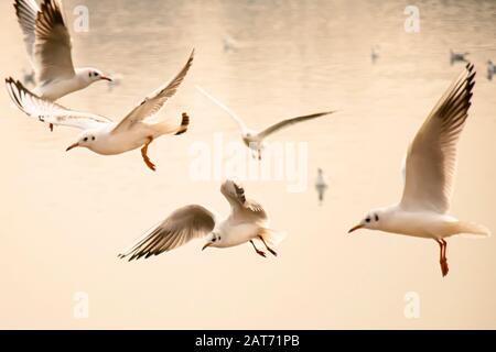 Möwen fliegen bei Sonnenuntergang über dem Flusswasser, nah oben Stockfoto