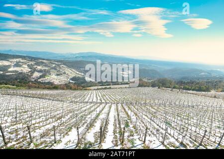 Weinberge Reihen sich im Winter von Schnee bedeckt. Riparbella, Pisa, Toskana, Italien Stockfoto