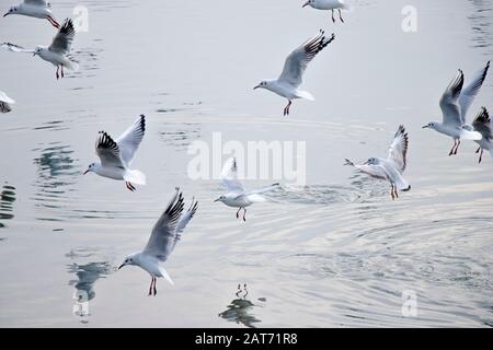 Eine Menge Möwen, die im Winter über Wasser fliegen, mit Reflexionen und Wellen Stockfoto