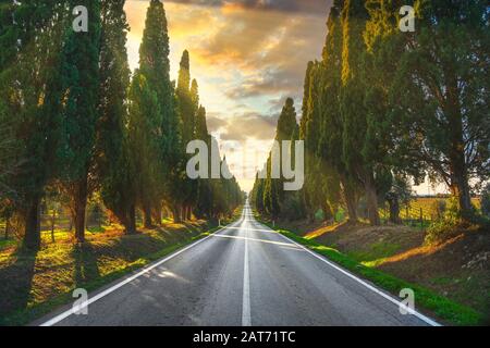 Bolgheri berühmte Bäume gerade Boulevard Landschaft bei Sonnenuntergang. Maremma Wahrzeichen, Toskana, Italien, Europa. Stockfoto