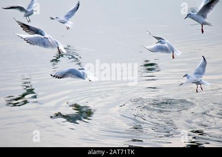 Möwen fliegen im Winter über Wasser, mit Reflexionen an der Oberfläche Stockfoto