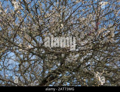 Winterblüte eines Ornamentalen japanischen Aprikosenbaums (Prunus mume 'Omoi-no-mama'), Der In einem Garten im ländlichen Devon, England, wächst Stockfoto