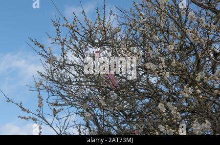 Winterblüte eines Ornamentalen japanischen Aprikosenbaums (Prunus mume 'Omoi-no-mama'), Der In einem Garten im ländlichen Devon, England, wächst Stockfoto